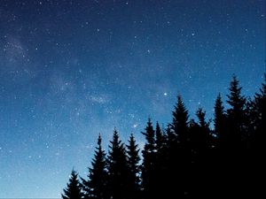 Превью обои звездное небо, деревья, ель, ночь