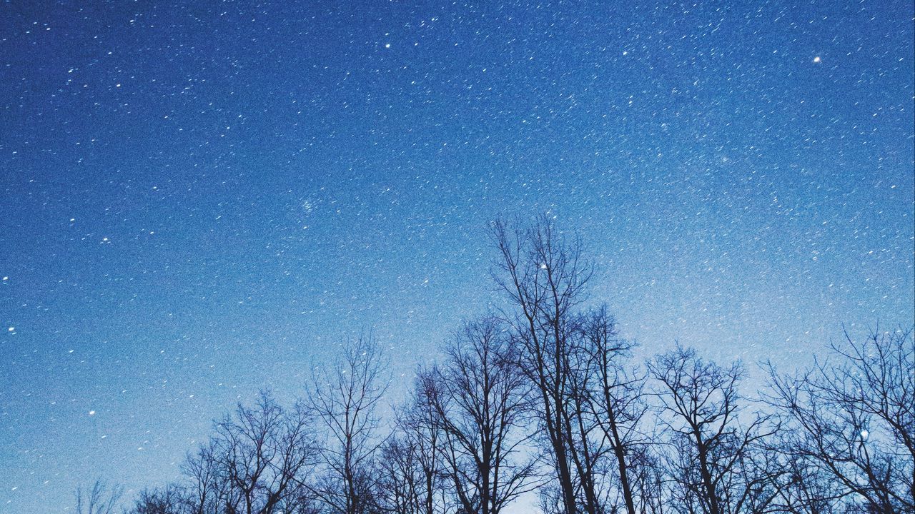 Обои звездное небо, деревья, небо, ночь