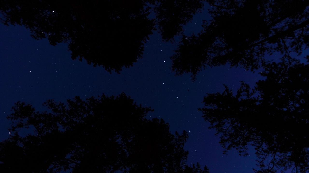 Обои звездное небо, деревья, ночь, вид снизу