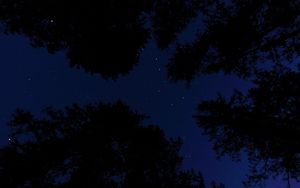 Превью обои звездное небо, деревья, ночь, вид снизу