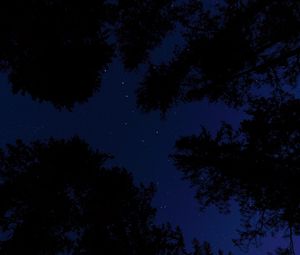 Превью обои звездное небо, деревья, ночь, вид снизу