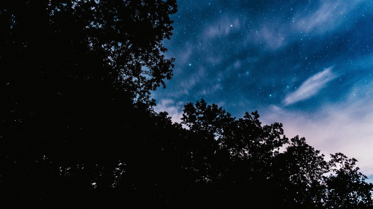 Обои звездное небо, деревья, ночь, звезды, облака, темный