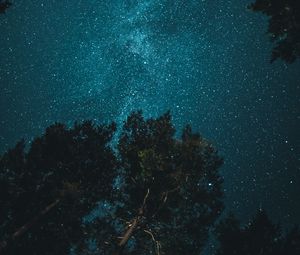 Превью обои звездное небо, деревья, вид снизу, ночь, ветки
