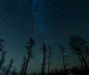 Превью обои звездное небо, деревья, звезды, ночь