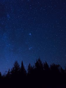 Превью обои звездное небо, деревья, звезды, ночь, ели, очертания