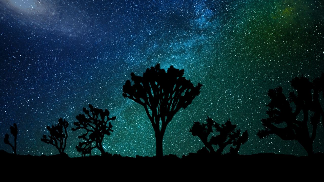 Обои звездное небо, дерево джошуа, млечный путь