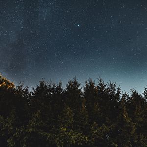 Превью обои звездное небо, ели, ночь, деревья, небо