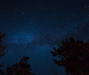 Превью обои звездное небо, ночь, деревья, звезды
