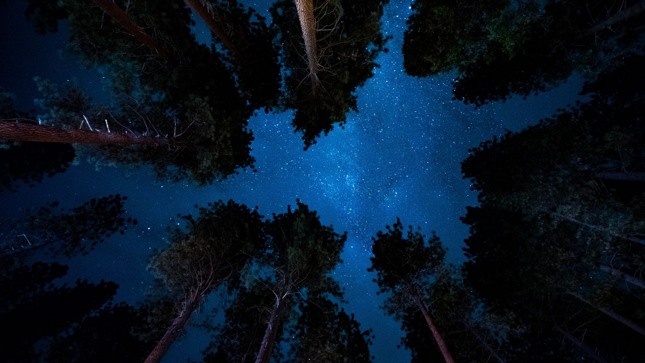 Обои звездное небо, ночь, деревья, звезды