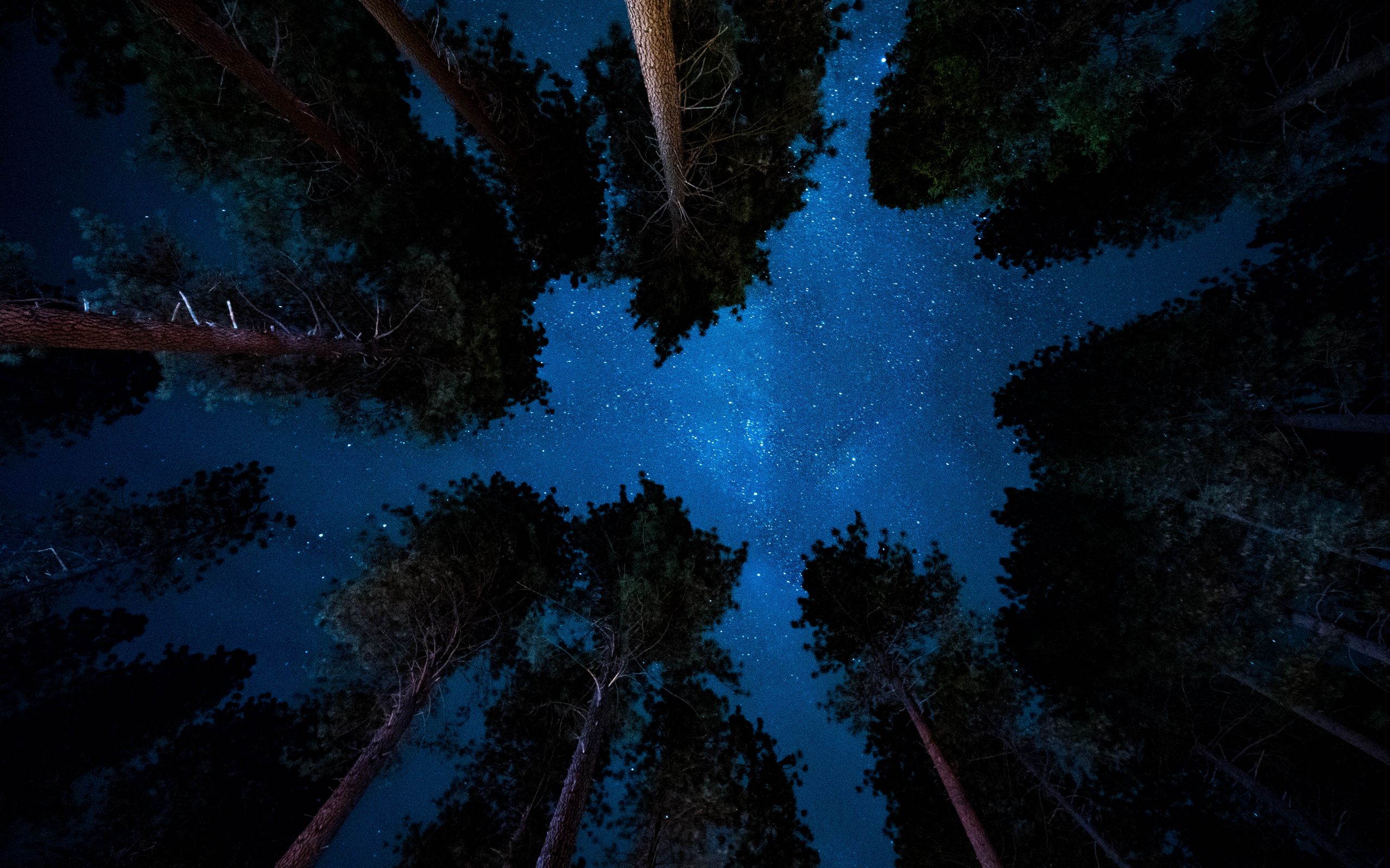2560x1600 Обои звездное небо, ночь, деревья, звезды