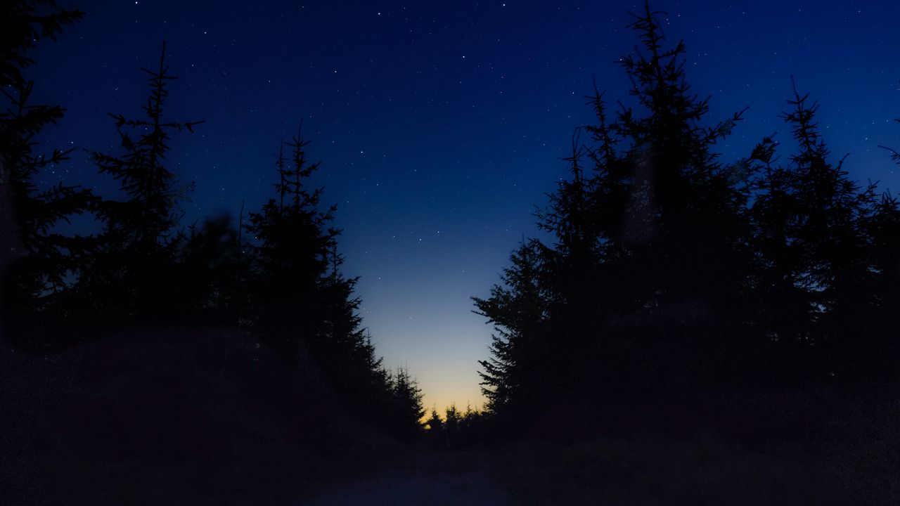 Обои звездное небо, ночь, деревья