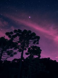 Превью обои звездное небо, ночь, деревья, звезды, сияние
