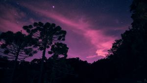 Превью обои звездное небо, ночь, деревья, звезды, сияние