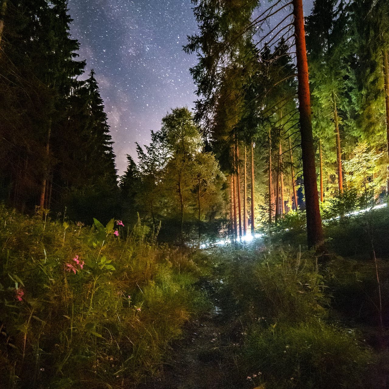 Ночь реальное фото. Летняя ночь. Ночной лес. «Ночь в лесу». Лето ночи.