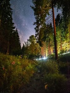 Превью обои звездное небо, ночь, деревья, лес, цветы