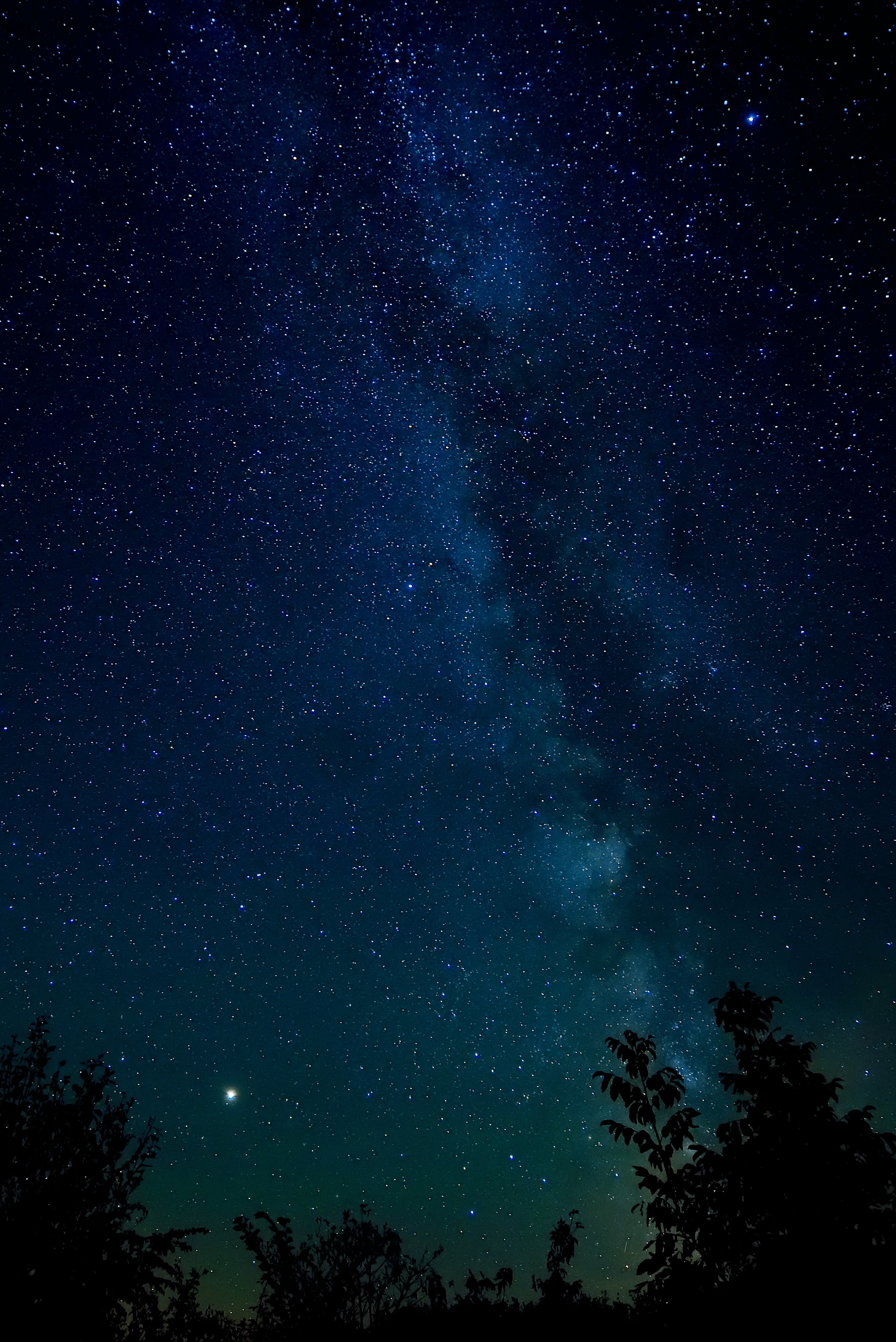 Скачать 2669x3998 звездное небо, ночь, звезды, деревья, ночное небо обои, картинки