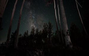 Превью обои звездное небо, звезды, деревья, ночь