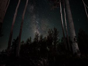 Превью обои звездное небо, звезды, деревья, ночь
