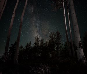 Превью обои звездное небо, звезды, деревья, ночь
