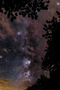 Превью обои звездное небо, звезды, деревья, блеск