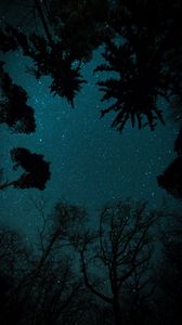 Превью обои звездное небо, звезды, деревья, вид снизу, ночь