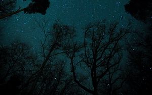 Превью обои звездное небо, звезды, деревья, вид снизу, ночь