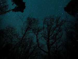 Превью обои звездное небо, звезды, деревья, вид снизу, ночь