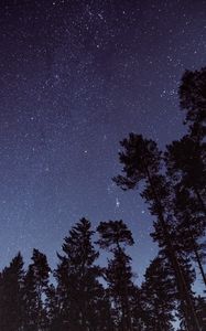 Превью обои звездное небо, звезды, деревья, ночь, вид снизу