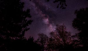 Превью обои звездное небо, звезды, небо, ночь, деревья