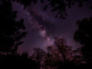 Превью обои звездное небо, звезды, небо, ночь, деревья