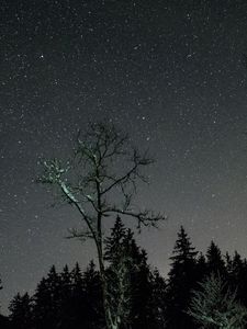 Превью обои звезды, ночь, небо, деревья