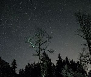 Превью обои звезды, ночь, небо, деревья